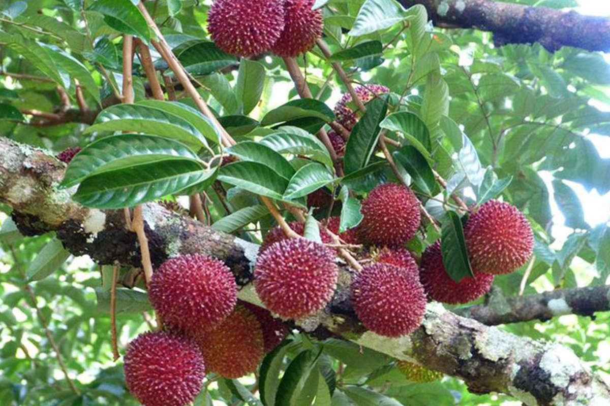 Pulsanfrucht