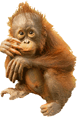 Orang Utans