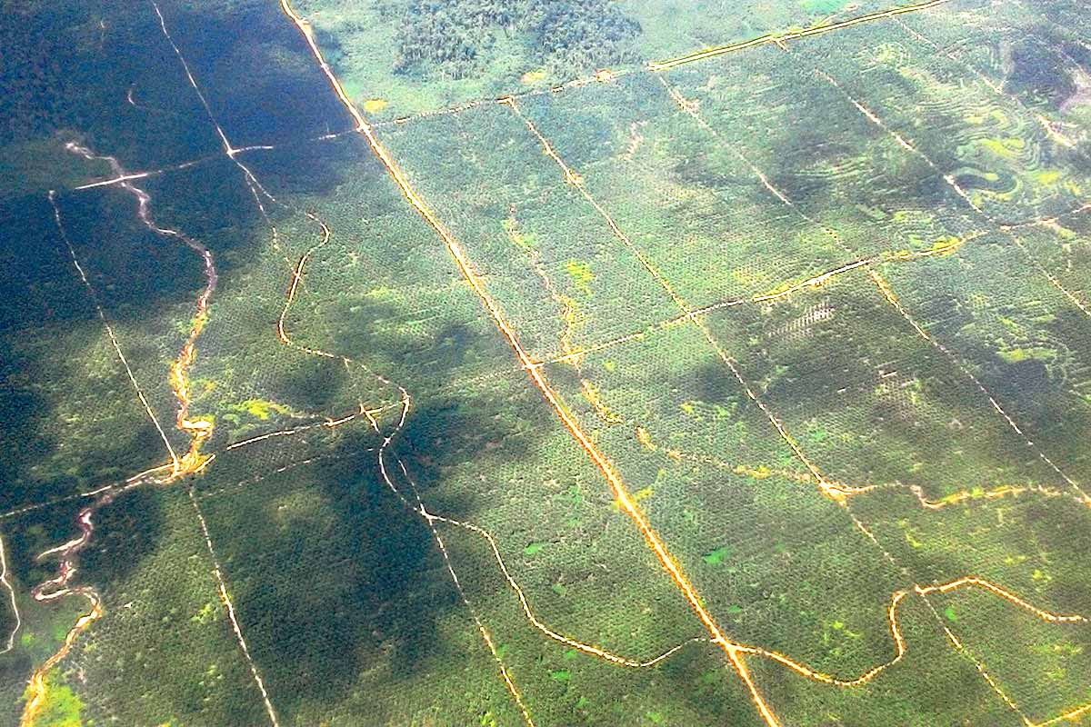 Palmölplantage in Zentral-Kalimantan