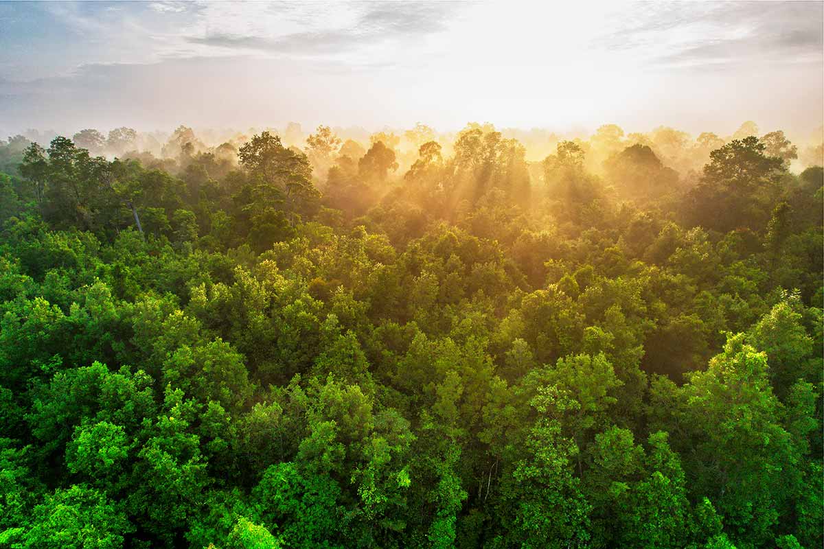 Regenwald in Zentral-Kalimantan